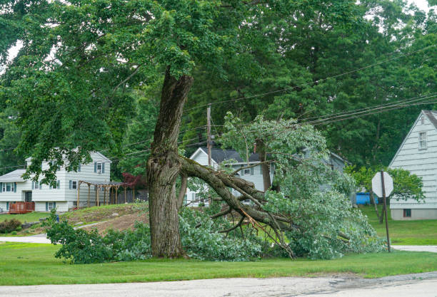 Best Tree Cabling and Bracing  in Telford, TN