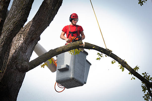 Best Leaf Removal  in Telford, TN
